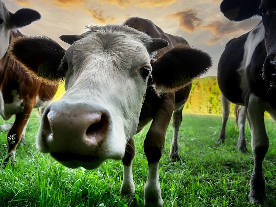 lehmä, utelias, nenä, kasvot, naudanliha, eläin, niitty, laidun, ruoho, maatila, maaseudulla