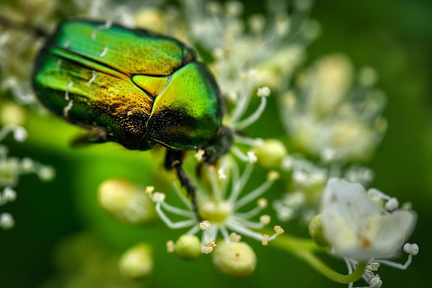 besouro, inseto, deslumbrante, verde, flores, flor, tanque, natureza, fechar-se, macro, cor verde