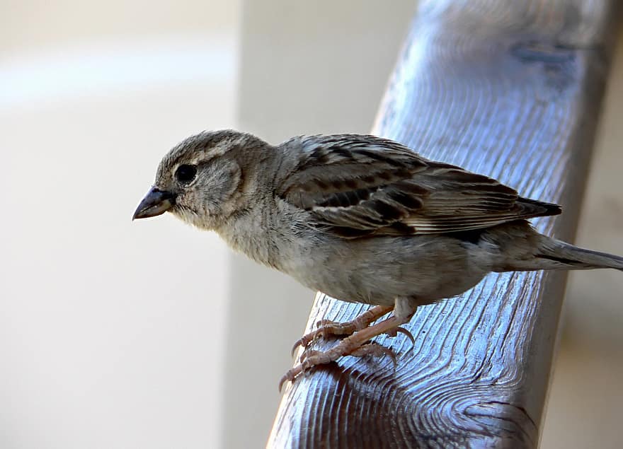 Sparrow, Bird, Passer Domesticus, House Sparrow, Feathers, Plumage, Avian, Ornithology, Bird Watching, Animals, Animal World
