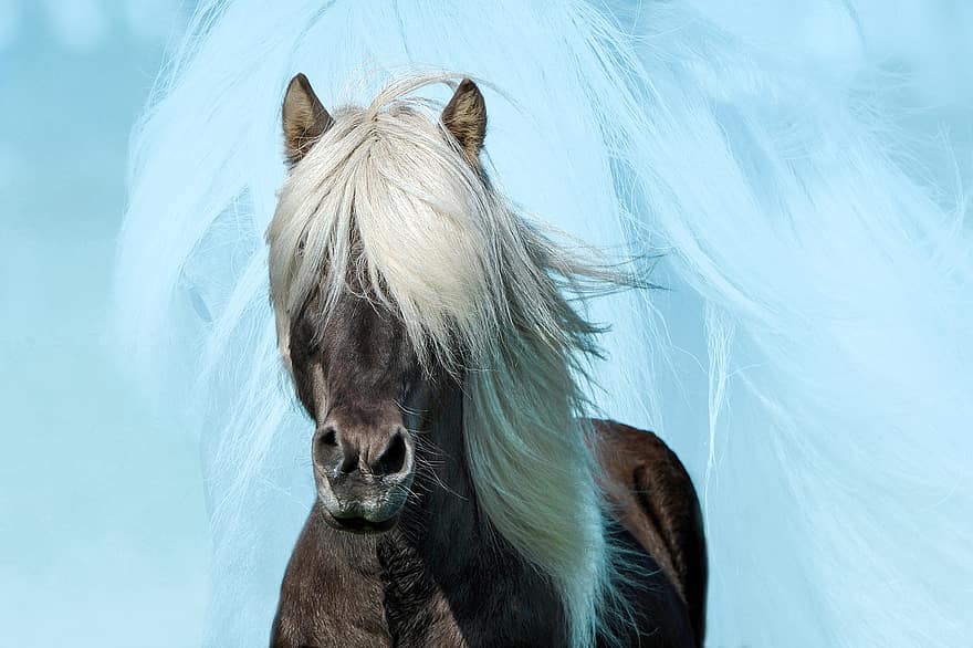 caballo, animal, mamífero, equino, poni, melena, peludo, fondo de pantalla de caballo, linda, hermoso animal, retrato