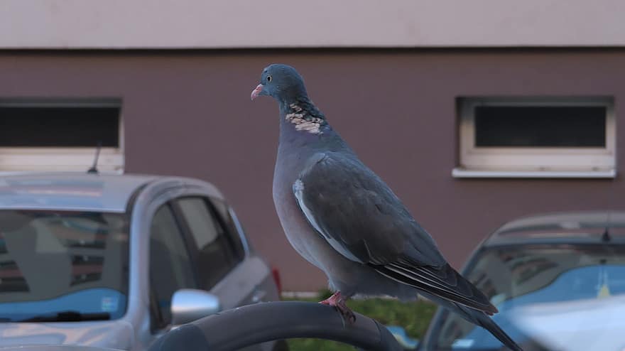 голубь, птица, животное, город, автомобиль, городской
