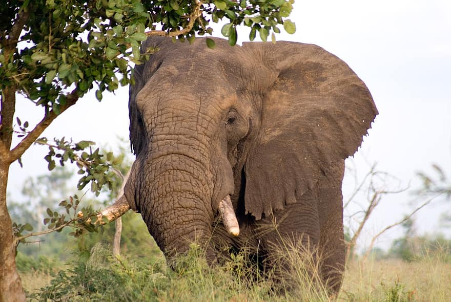 elefant, djur-, däggdjur, bete, afrikansk elefant, vild, trunk, tjockhuding, stort djur, stort däggdjur, afrika