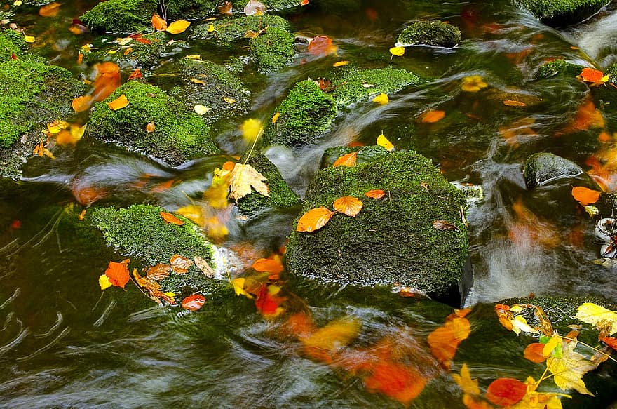 Moss, Stream, Autumn, Leaves, Nature, Fall