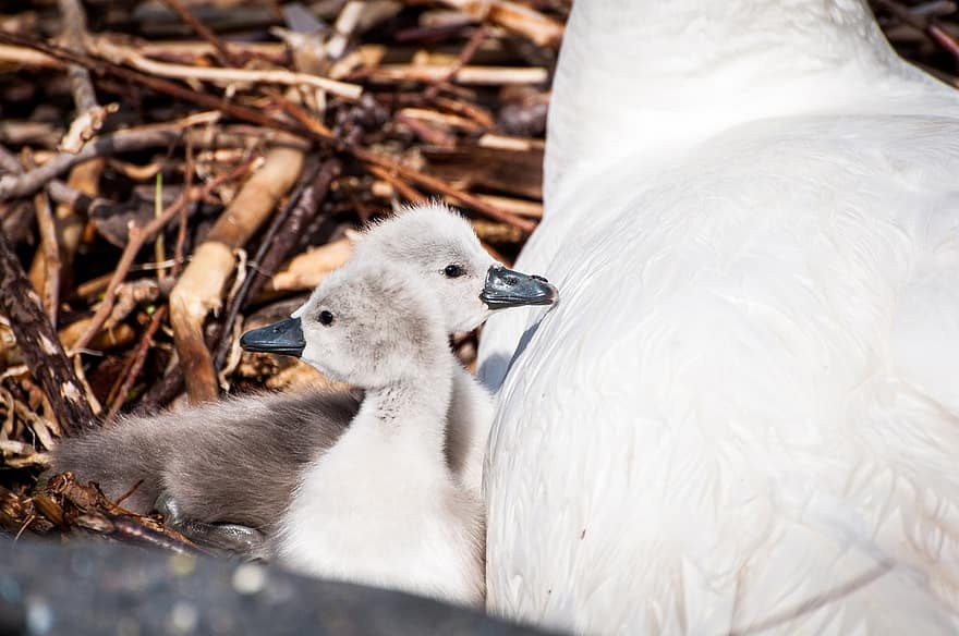 Swans, Cygnets, Young Swans, Swan Nest, Nature, beak, feather, farm, cute, duck, young animal