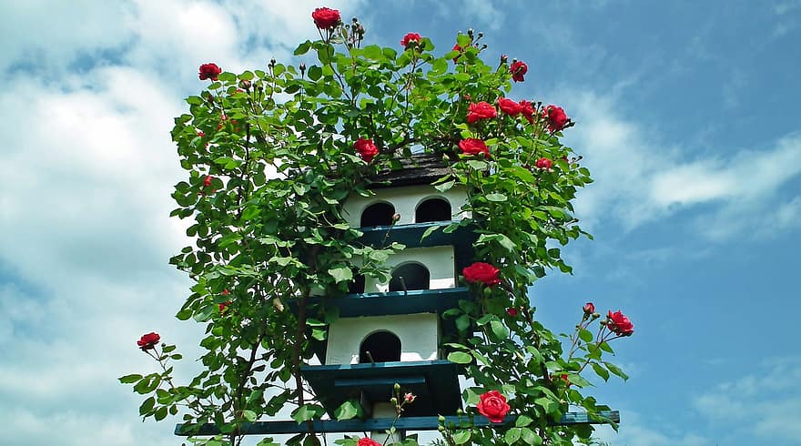 padevējs, birdhouse, dārzs, koka, rozes, ziedi, kāpurs, vasarā, debesis