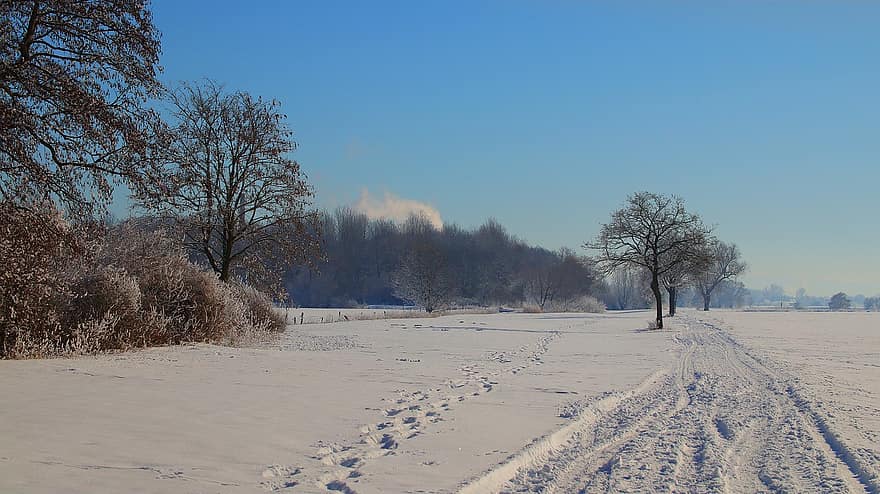 neu, brisa, sol, les meravelles d'hivern, paisatge, màgic, arbre, hivern, temporada, bosc, gelades