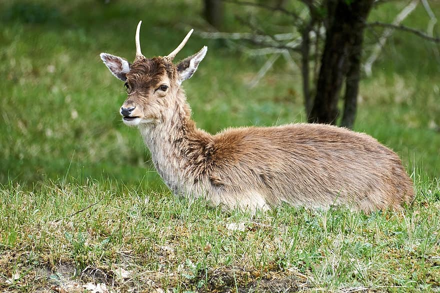 Netherlands, Fallow Deer, Wildlife, Deer, grass, animals in the wild, cute, horned, fur, farm, close-up