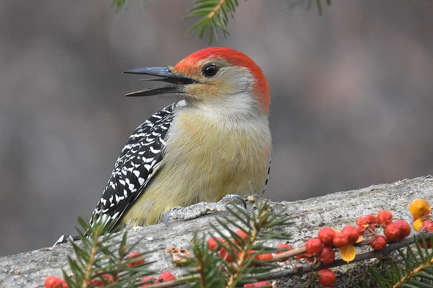 Red-bellied Woodpecker, Bird, Animal, Woodpecker, Songbird, Beak, Plumage, Wildlife, Perched, Branch, Nature