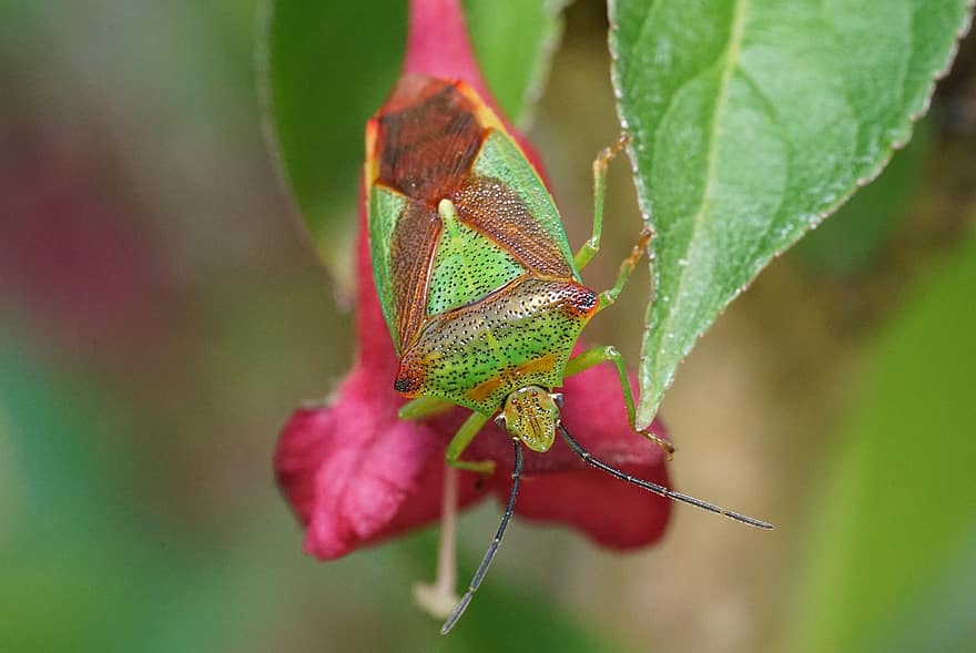 bug de l'escut de bedoll, insecte, flor, pudor d'error, error, planta, naturalesa