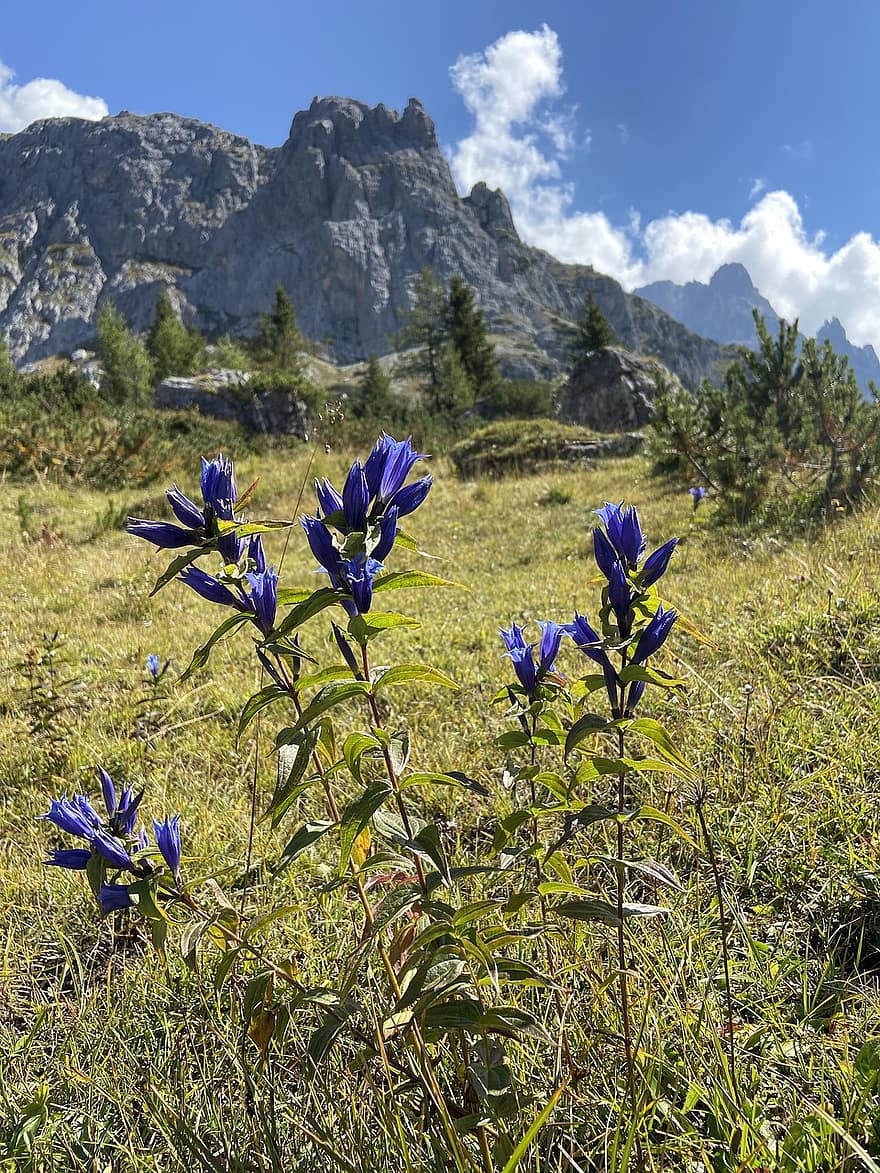 Söğüt Centiyana, çayır, kır çiçekleri, Gentiana Asclepiadea, İtalya, dolomiden oluşmuş dağlar, kreuzberg geçişi, doğa, peyzaj, seksten