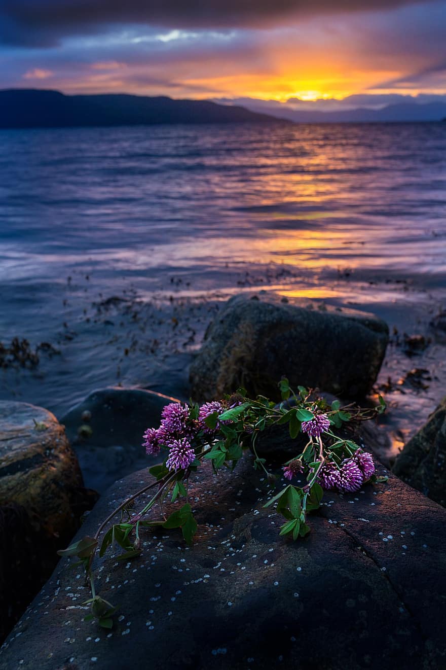 solnedgang, blomster, bergarter, shore, hav, steinblokker, planter, strandlinjen, skumring, horisont, Norge
