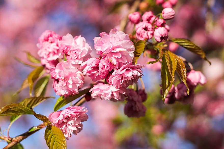 körsbärsblommor, öst asiatisk körsbär, japansk körsbär, blomma, japansk blommande körsbär, prydnad körsbär, vår, rosa blommor, prunus serrulata, prydnadsväxter