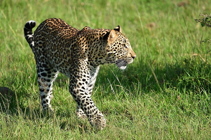 leopárd, állat, vadvilág, masai mara, Afrika, emlős