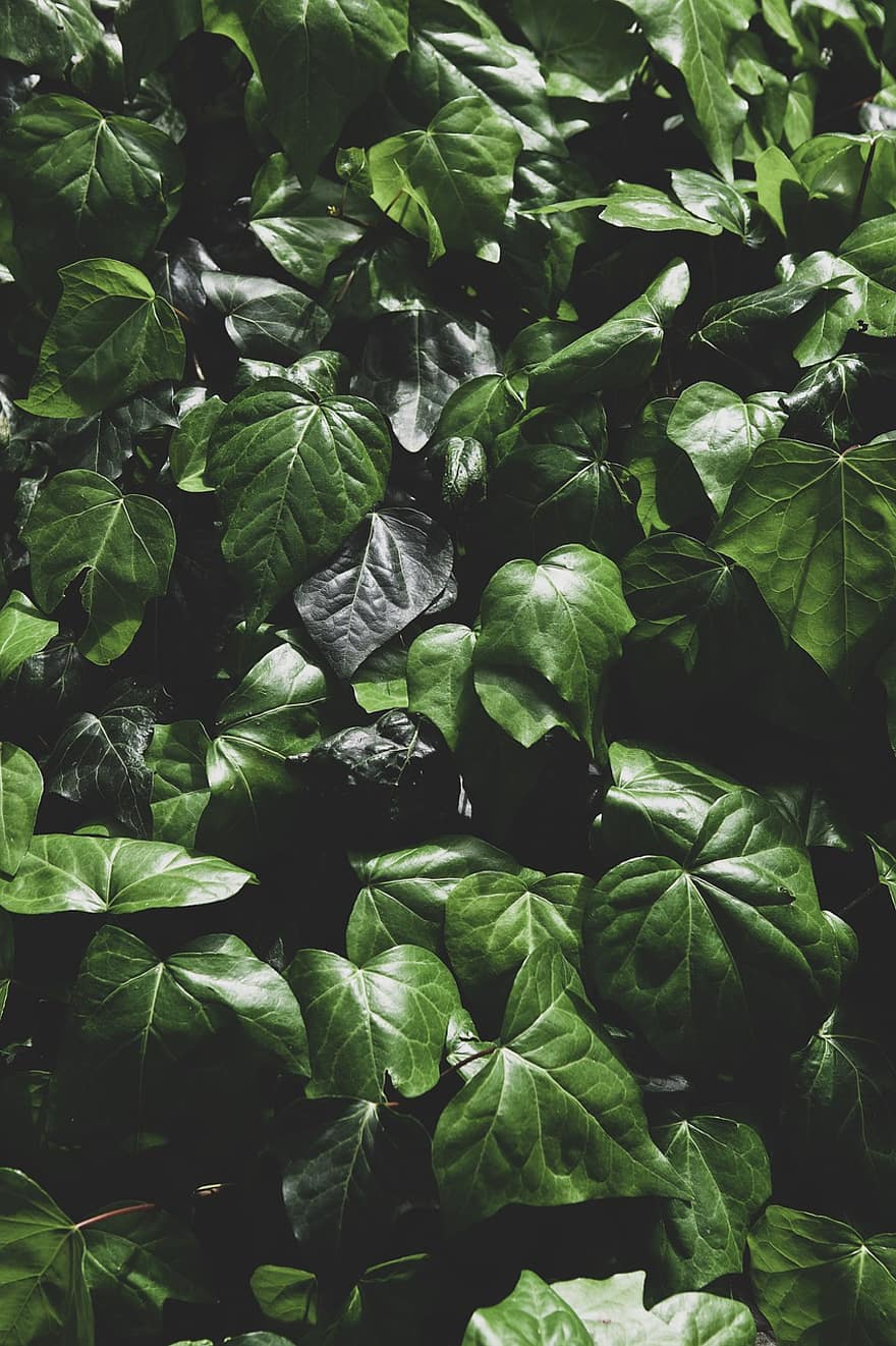 бръшлян, листа, растения, шума, зелен, природа, тъмен, листо, фонове, зелен цвят, растение