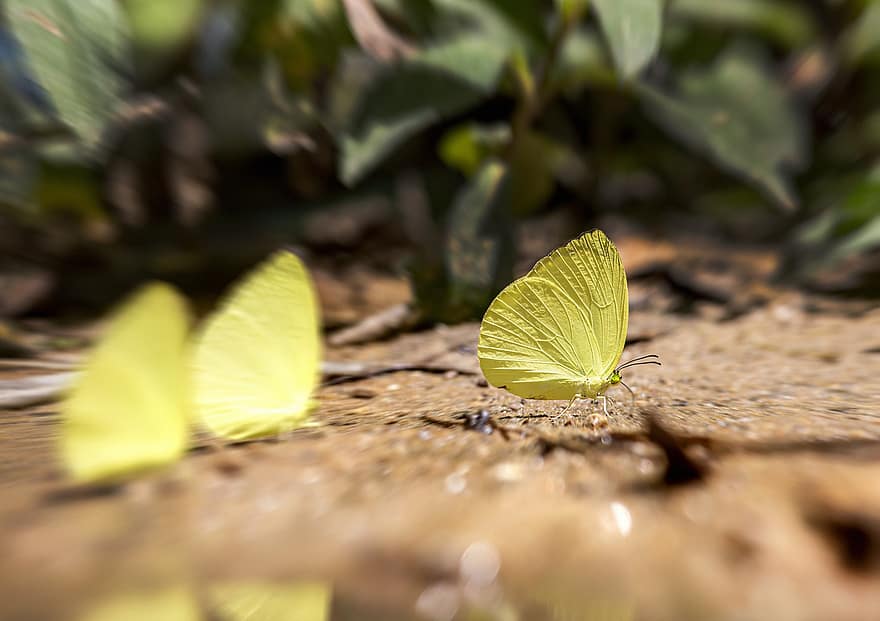 Common Grass Yellow, Butterfly, Eurema Hecabe, Yellow Butterfly, Asia, Thailand, Insect, Nature, Flora, Wildlife