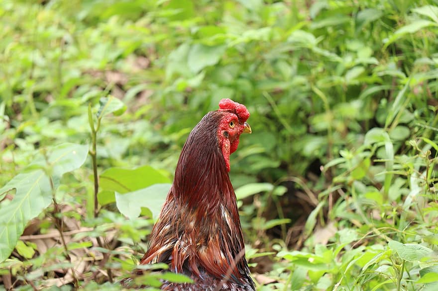 Rooster, Cock, Cockerel, Male, Poultry, Chicken, Farm, Bird, Feathers, Animal, Nature