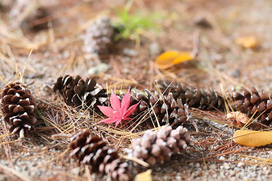кленовый лист, листья, осень, Pinus Koraiensis, лист, время года, крупный план, лес, шишка, завод, фоны