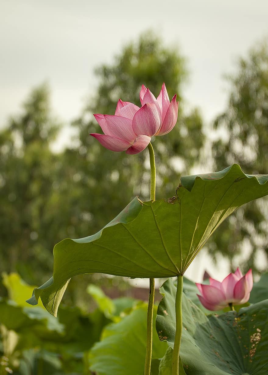 loto, flor, rosado, flor rosa, flor de loto, floración, pétalos, pétalos de rosa, flora, planta acuática, naturaleza