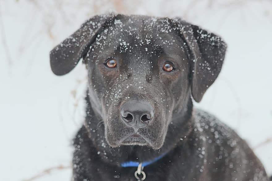 černá laboratoř, Pes, domácí zvíře, černý labradorský retrívr, labradorský retrívr, zvíře, roztomilý, sníh, zasněžený, Studený, Černý pes