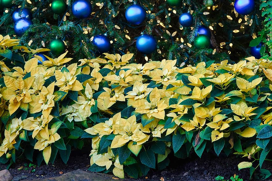 пуансеттія, жовтий, Різдво, вічнозелене дерево, орнаменти, прикраса