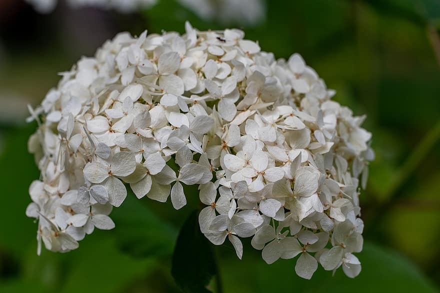 хортензии, цветя, листенца, бели цветя, бели венчелистчета, разцвет, цвят, флора, цветарски, градинарство, ботаника