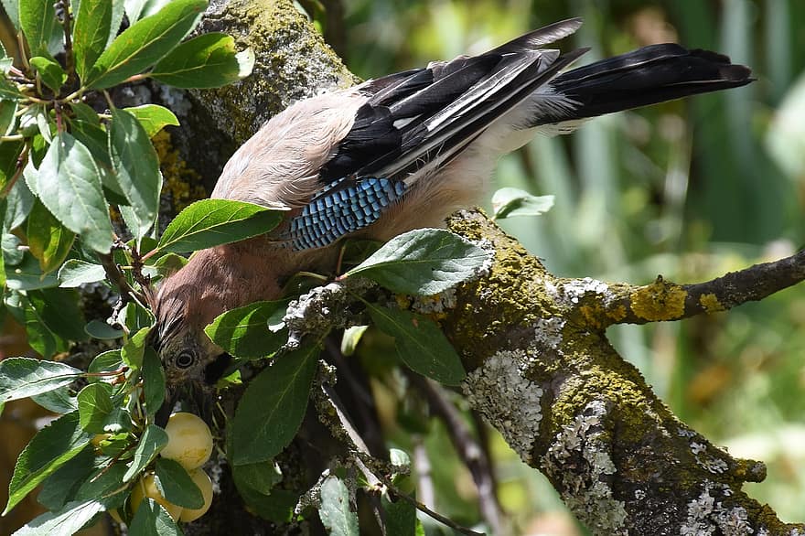 Jay, Bird, Branches, Nature, Perched, Perched Bird, Plumage, Avian, Feathers, Ornithology, Fauna