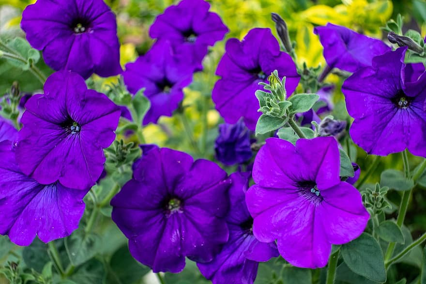 warna ungu tua, bunga-bunga, kelopak, alam, penuh warna, ungu, Taman bunga, bau, bunga, hidup, kebahagiaan