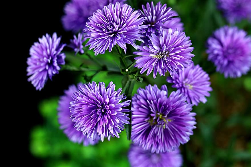 Flowers, Aster, Flora, Nature, Bloom, Blossom, Botany, Growth, close-up, purple, plant