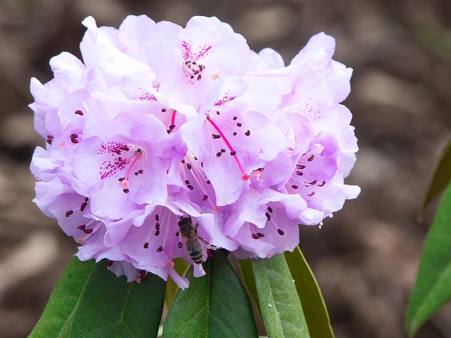 Rhododendron, Flowers, Plant, Blossom, Bloom, Stamens, Pink Flowers, close-up, flower, petal, summer