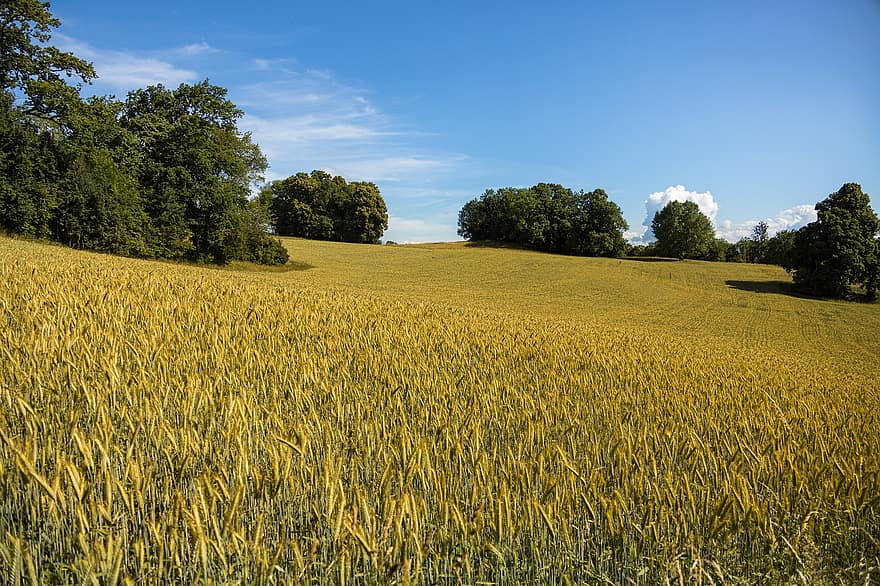 поле пшеница, хълм, селско стопанство, Юра, широк, поле, пшеница, лято