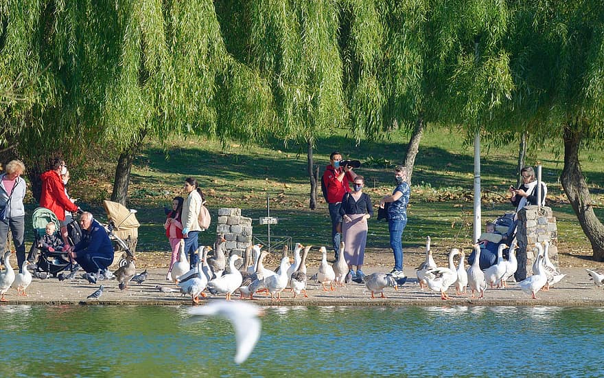 uccelli, piccioni, oche, lago, parco, alberi, persone, autunno, acqua, rilassamento