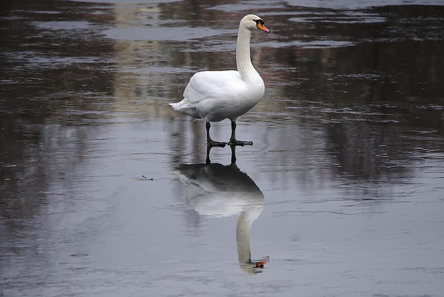 cisne, lago, hielo, Lago congelado, reflejo, reflexión, pájaro, aves acuáticas, AVE acuática, Cra, aviar