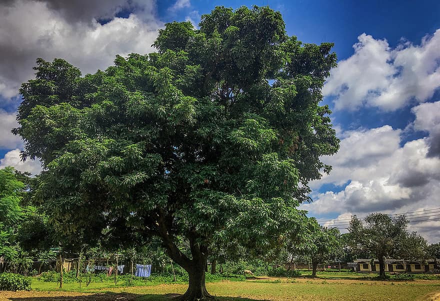 дерево, природа, среда, рост, на открытом воздухе, сельская местность