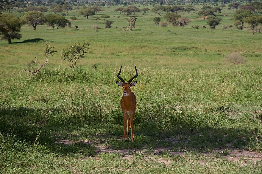 impala, ram, liar, alam, tarangire, kijang, Gazelle, fotografi satwa liar, padang rumput, Afrika, binatang di alam liar