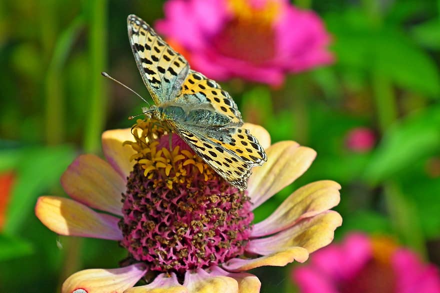 insekt, sommerfugl, blomst, pollen, bestøve, bestøvning, vinger, sommerfugl vinger, winged insekt, lepidoptera, entomologi