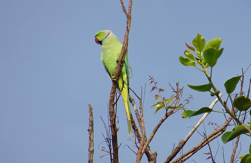 Parakeet, Bird, Perched, Parrot, Animal, Feathers, Plumage, Beak, Bill, Bird Watching, Ornithology