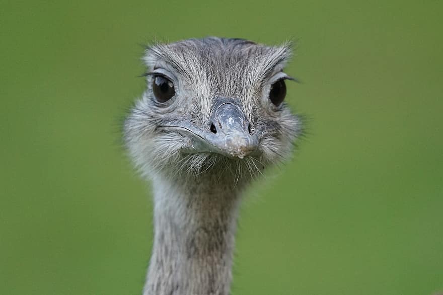 avestruz, emú, pájaro, animal, Australia, naturaleza