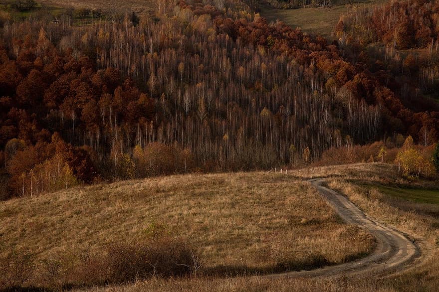 campo, otoño, naturaleza, bosque, la carretera, rural, árbol, paisaje, amarillo, escena rural, temporada