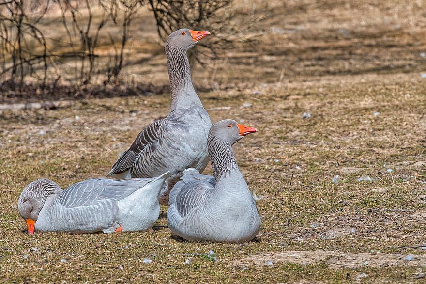 Greylag Goose, Goose, Water Bird, Group, Domestic Animal, Meadow, beak, farm, feather, duck, grass