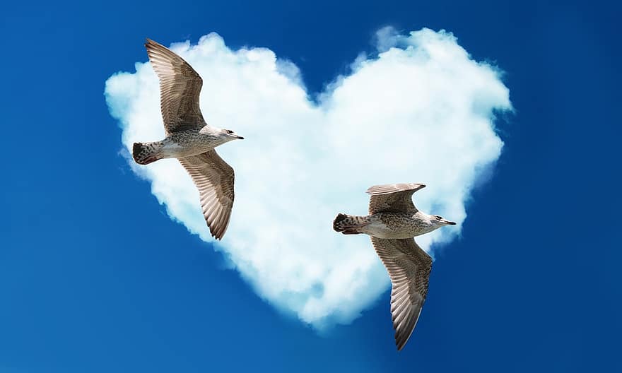 måke, hjerte, kjærlighet, skyer, Valentinsdag, sammen, gratulasjonskort, romanse, abstrakt