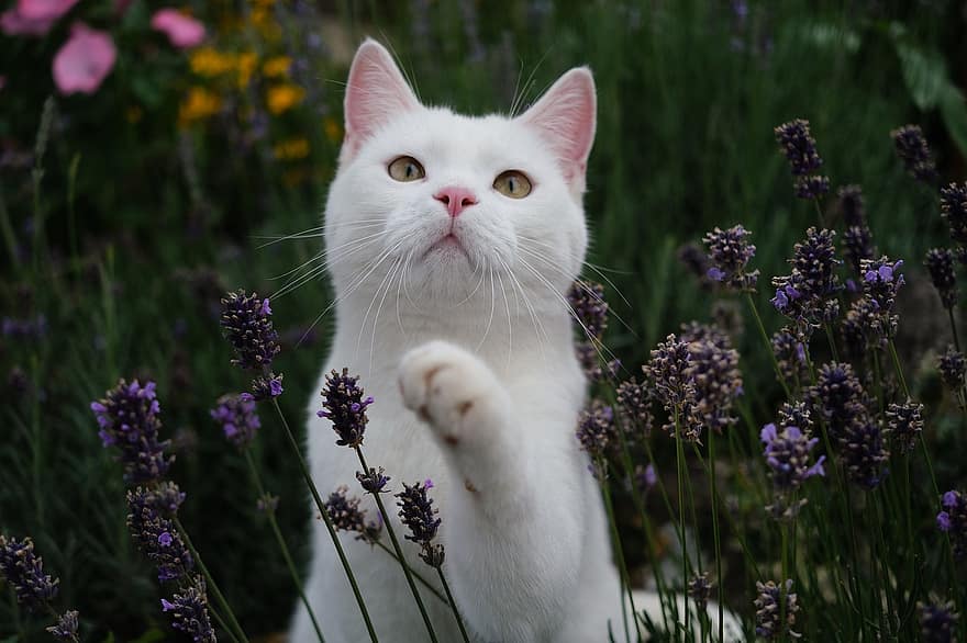 kot, ogród, na wolnym powietrzu, zwierzę, brytyjski krótkowłosy, Natura, Fantazja