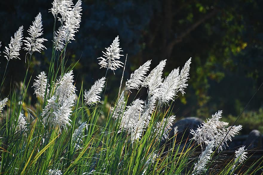 trawa pampasowa, kwiaty, rośliny, trawa, kwiat, Natura, rezerwat przyrody, Dolina Hula, Izrael
