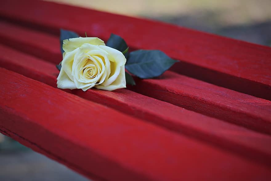 ローズ、花、赤いベンチ、黄色いバラ、黄色い花、ロサ・フェティダ、装飾的な、閉じる、屋外の、カラフル、自然