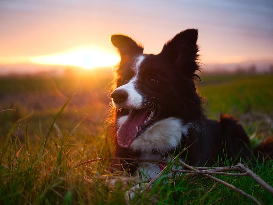 perro, border collie, puesta de sol, campo, mascota, animal, nacional, canino, mamífero, hierba, mascotas