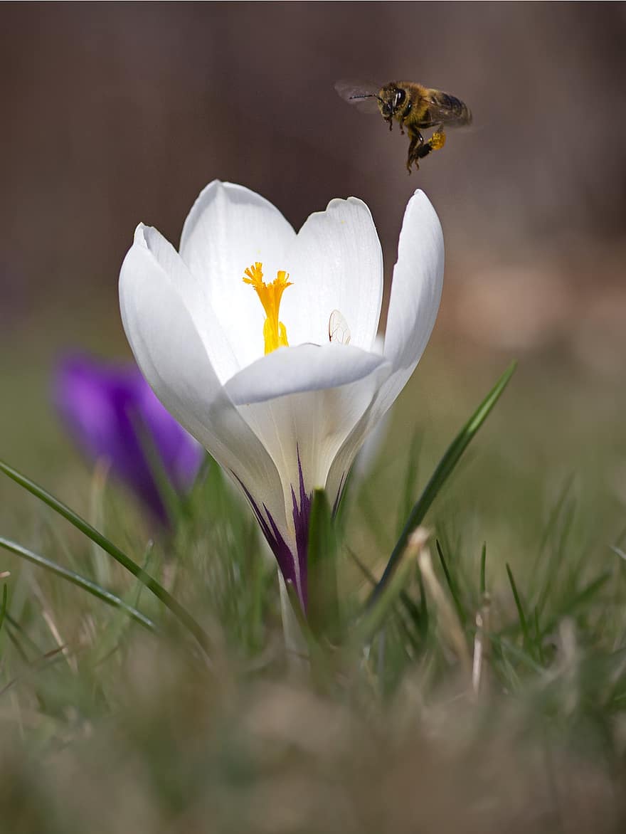 минзухар, пчела, медна пчела, насекомо, цвят, разцвет, природа, опрашване, цвете, пролетно време, едър план