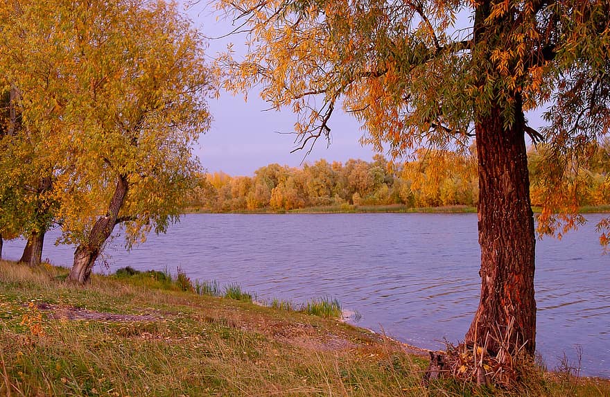 sungai, alam, musim gugur, jatuh, pohon, matahari terbit, air, bank, kuning, hutan, musim