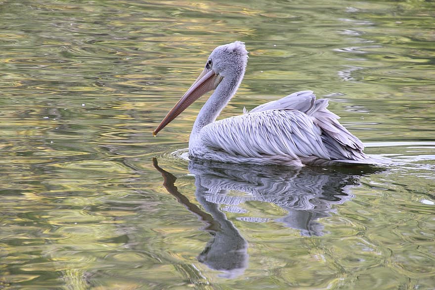 pelicano, pássaro, lago, bico, pássaro aquático, ave aquática, vadear, animal, fauna, lagoa, agua