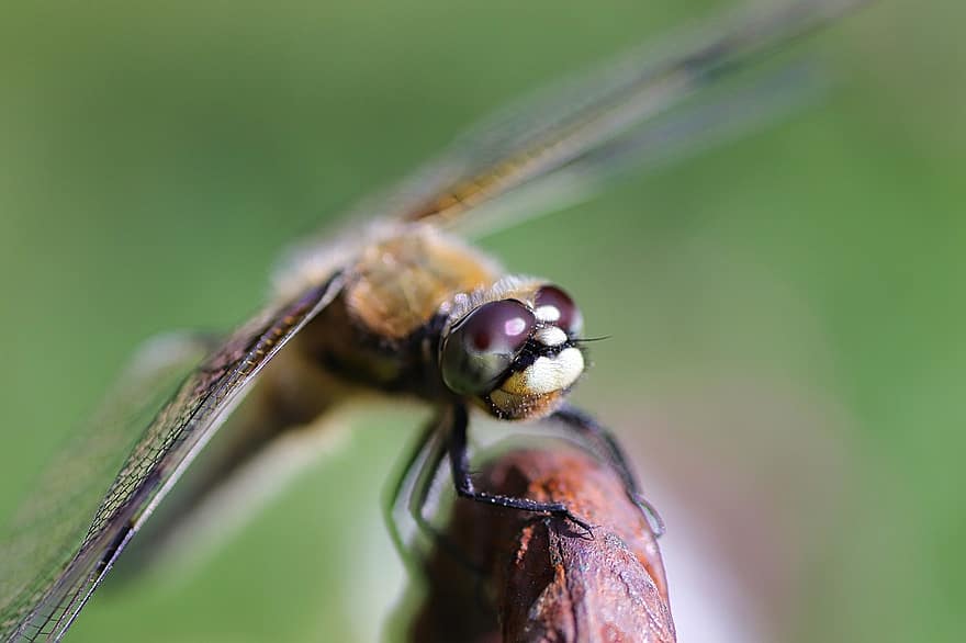kukaiņi, spāre, entomoloģija, sugas, makro, saliktās acis, tuvplāns, zaļā krāsa, dzīvnieku spārnu, vasarā, dzīvnieku acs