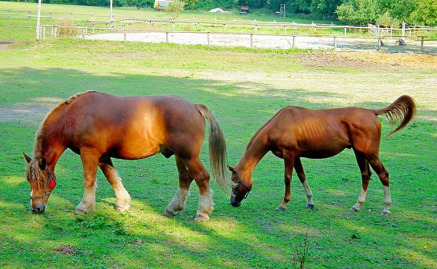 hästar, djur, bete, betning, däggdjur, ponny, föl, häst-, solljus, gräs, fält