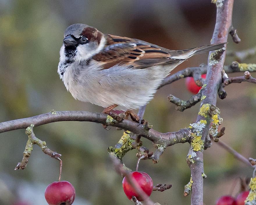 Sparrow, Bird, Branch, Berries, Perched, Hedge Sparrow, Male Sparrow, Animal, Songbird, Garden Bird, Wildlife